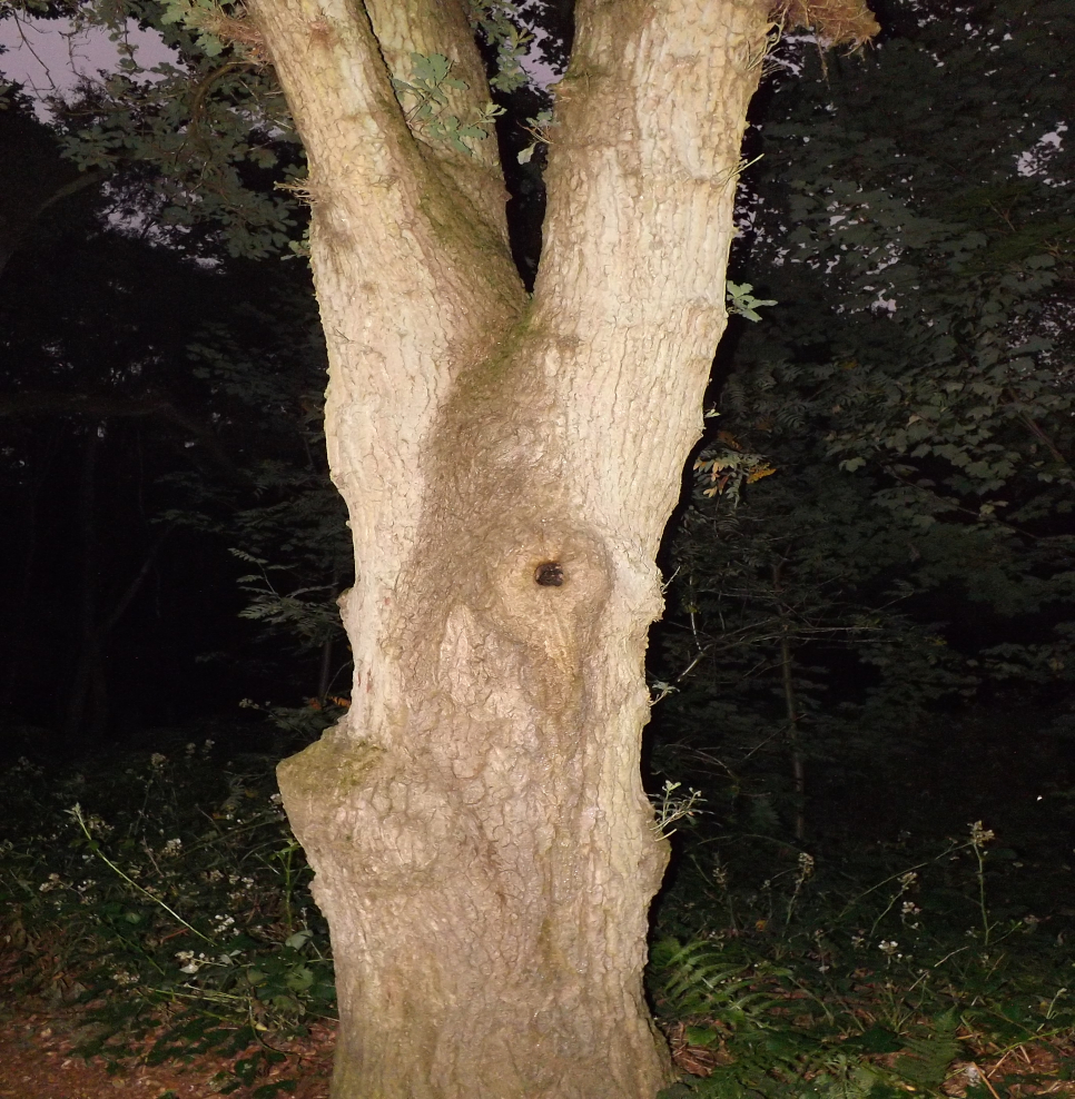 photo-1