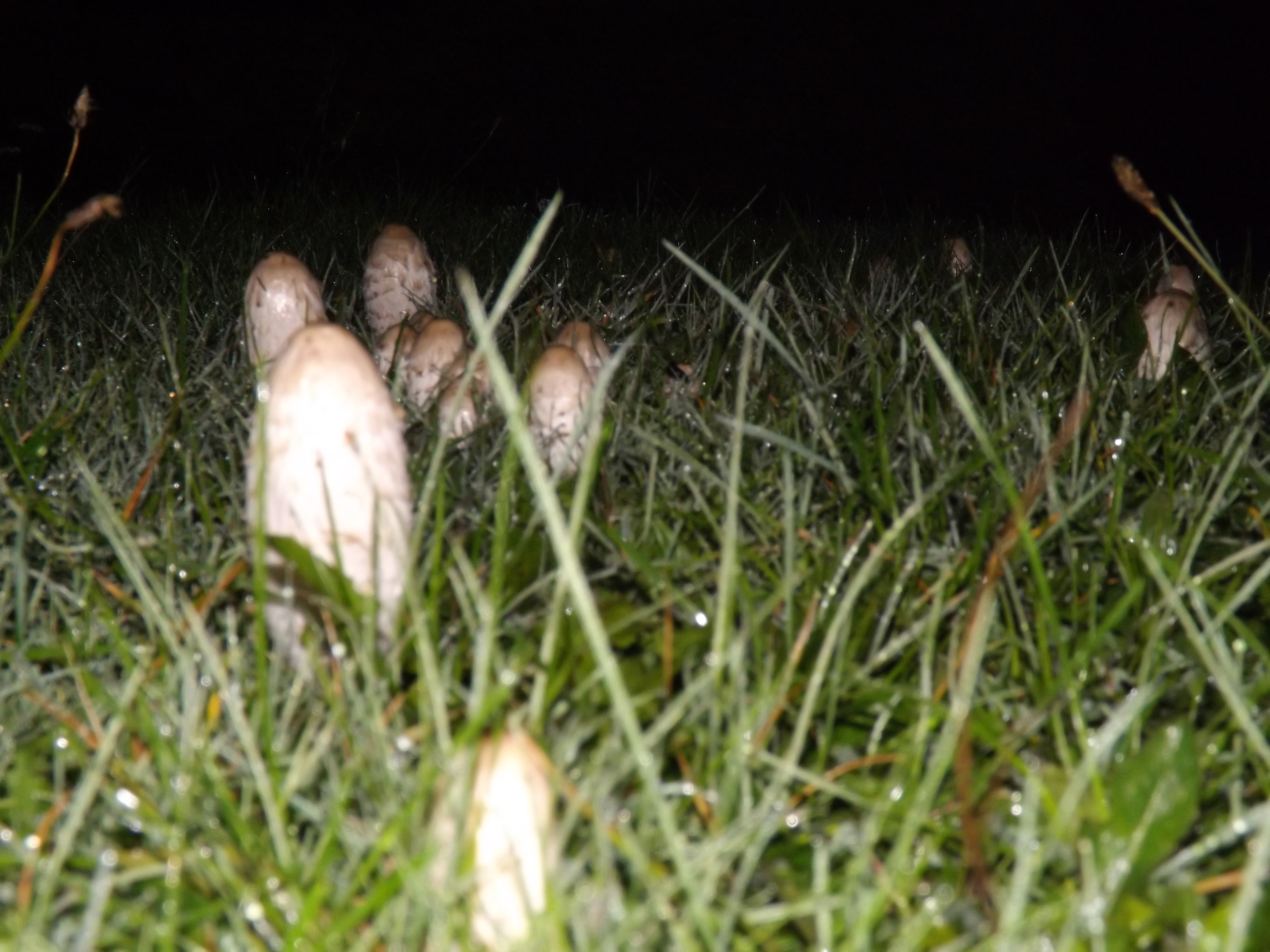 photo-11